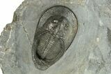 Prone Scotoharpes Trilobite - Boudib, Morocco #255572-3